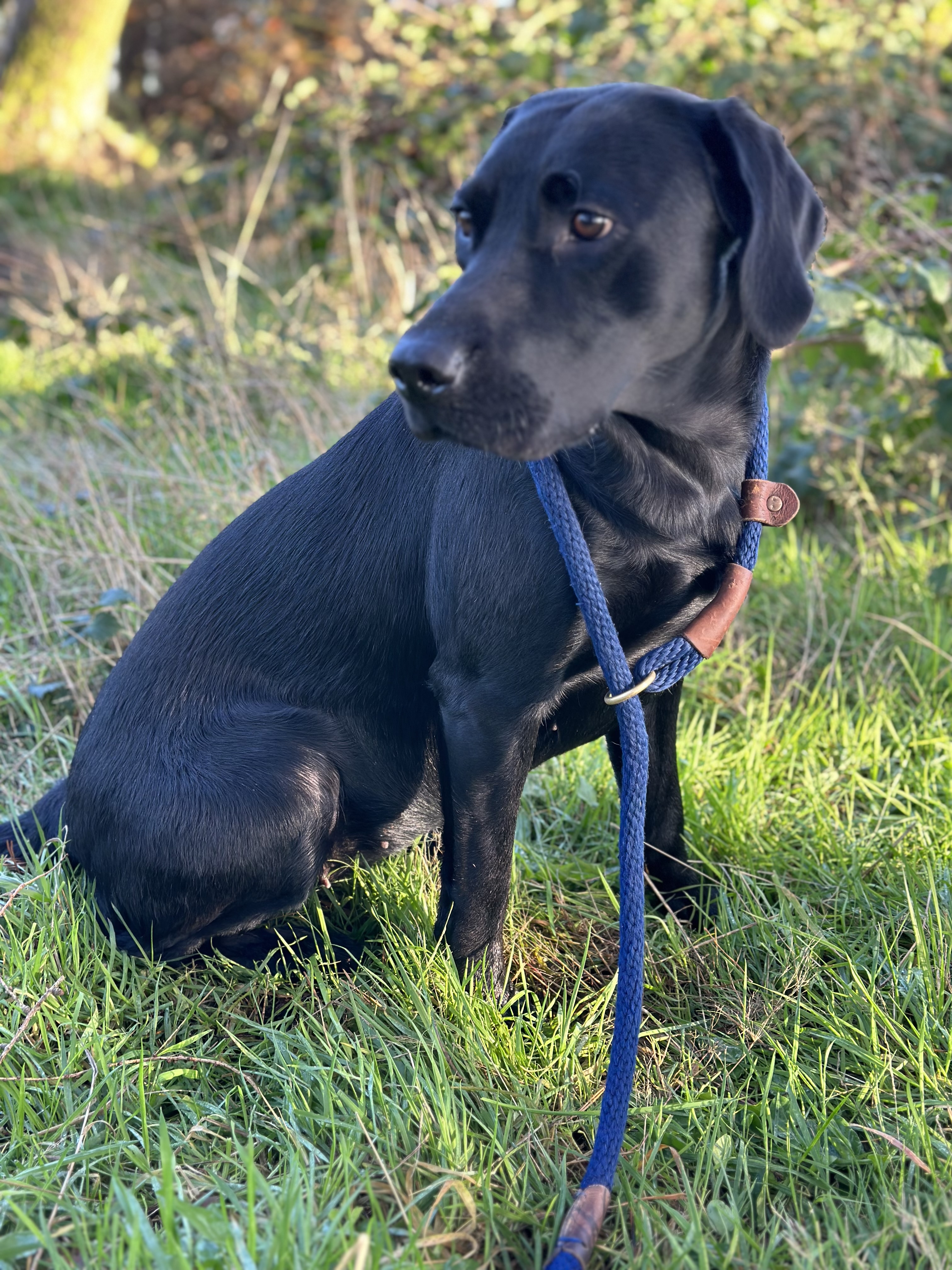 Braemossrose Labrador