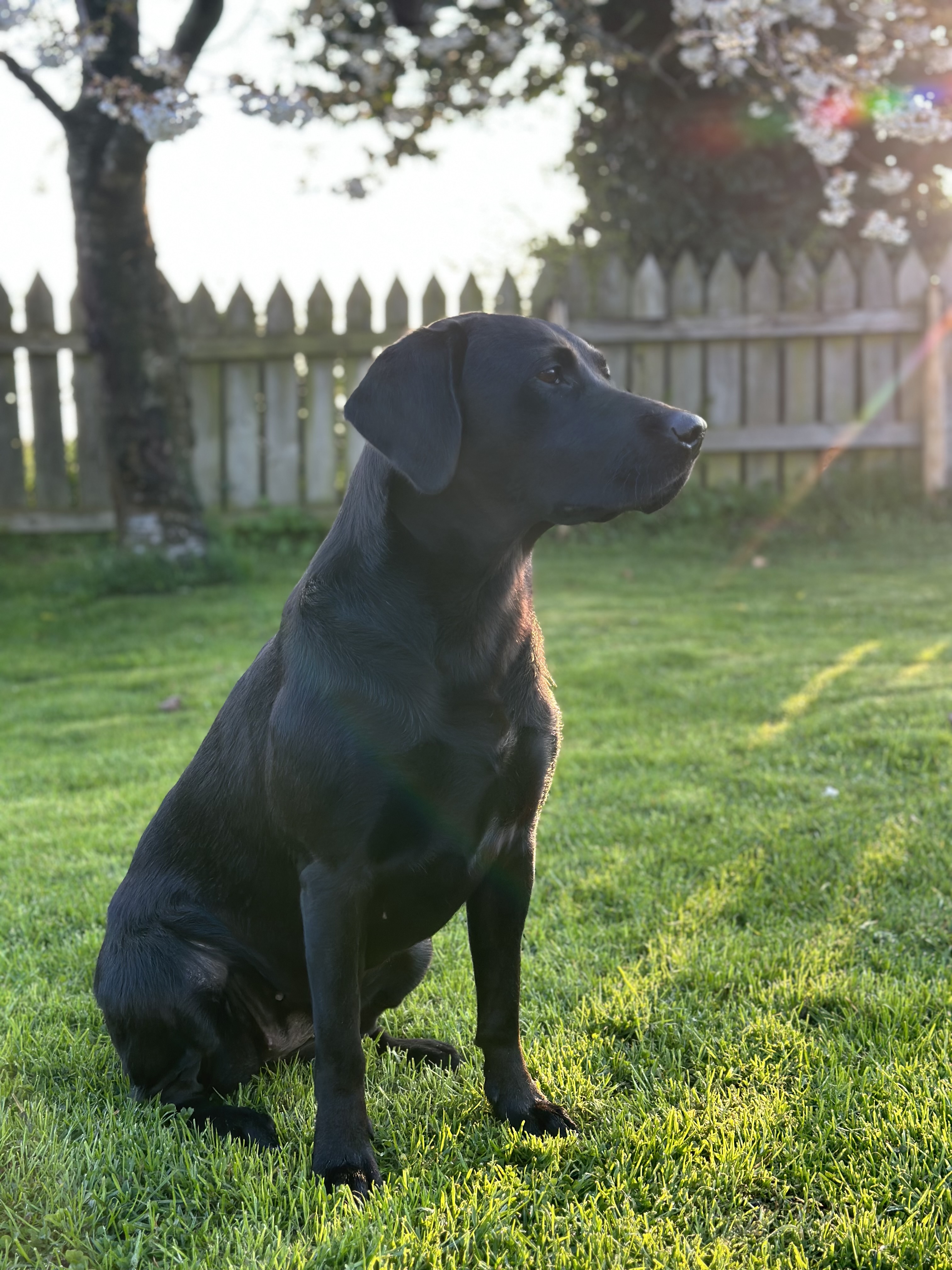 Braemossrose Labrador