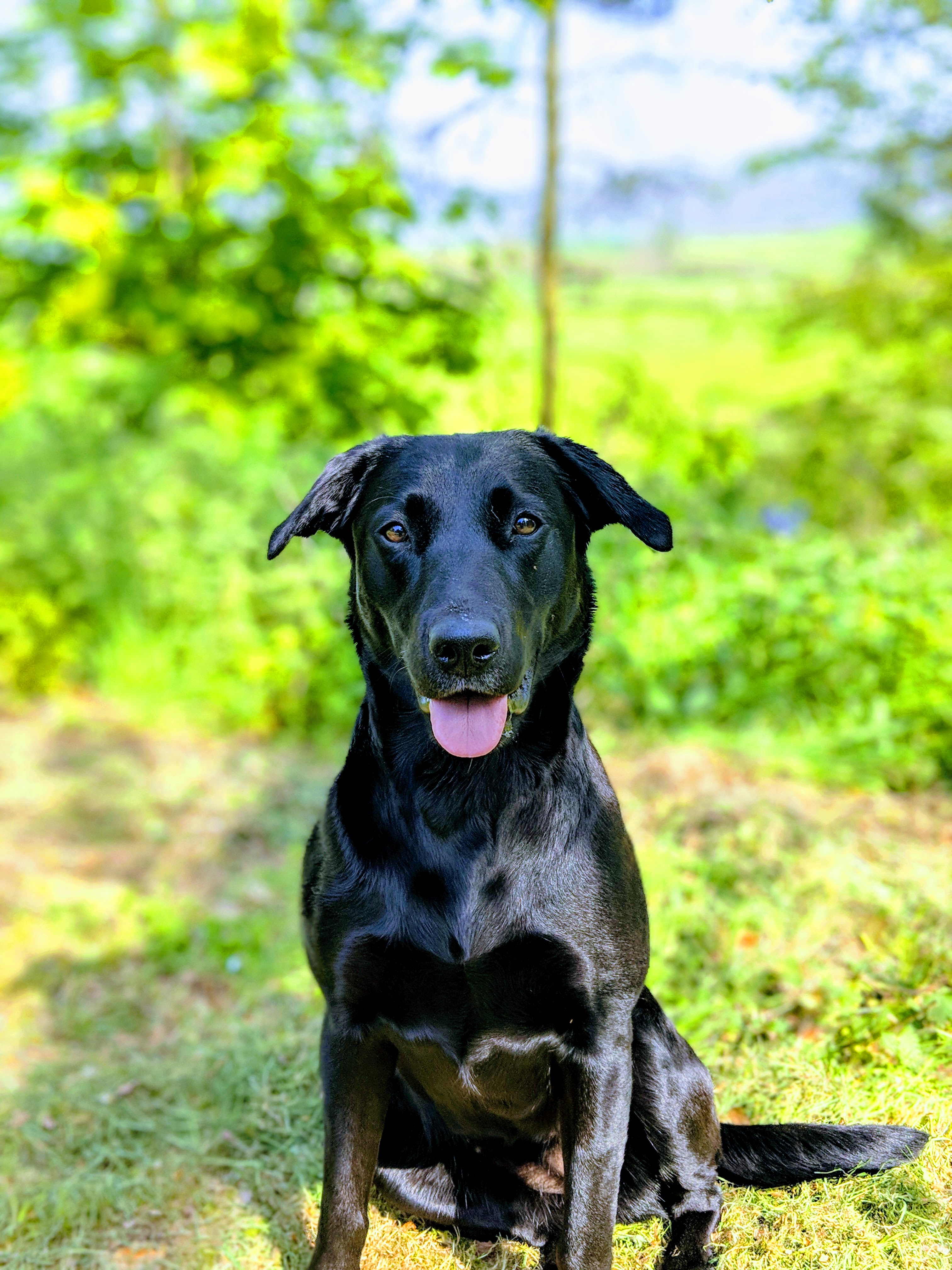 Braemossrose Labrador
