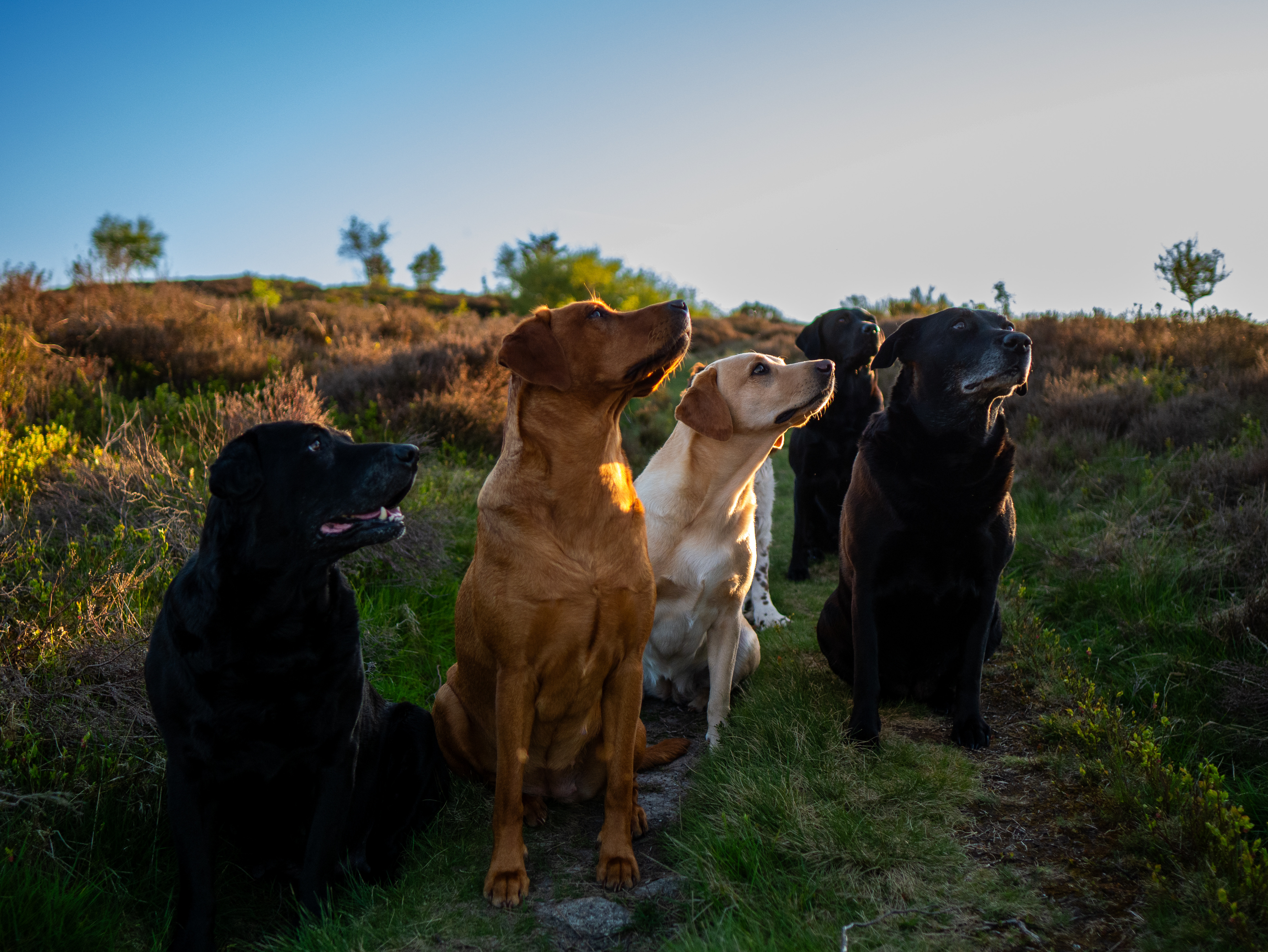 Braemossrose Labradors